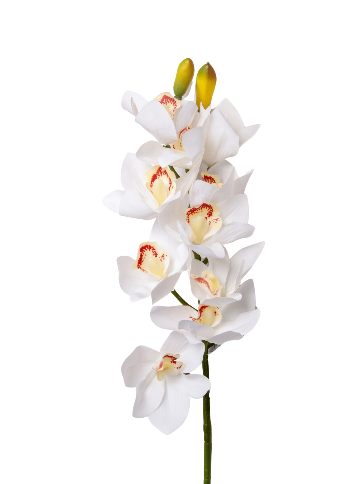 White Cymbidium Orchid - 74cm