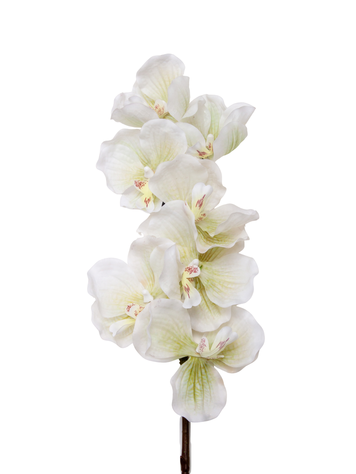 White Phalaenopsis Orchid - 79cm