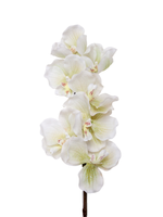 White Phalaenopsis Orchid - 79cm