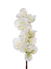 White Phalaenopsis Orchid - 79cm
