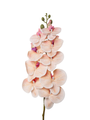 Peach Phalaenopsis Orchid - 94cm