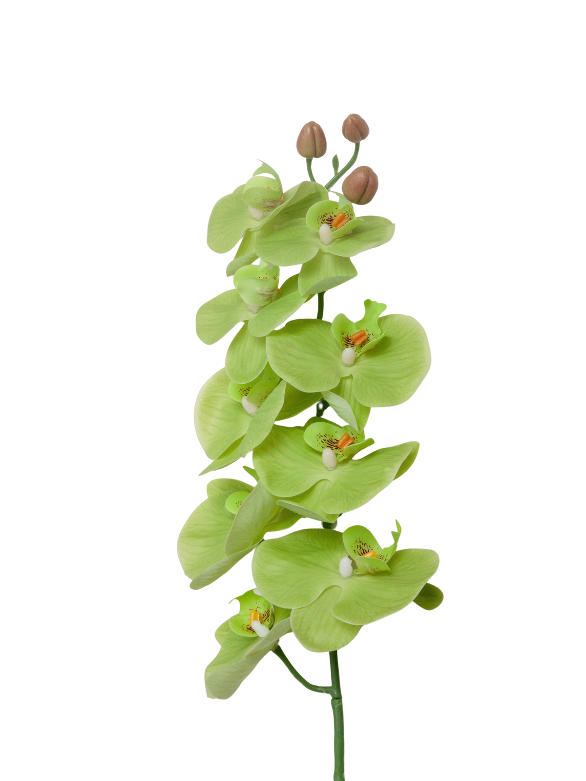 Light Green Phalaenopsis Orchid - 79cm