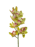 Light Green Cymbidium Orchid - 74cm