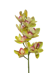 Light Green Cymbidium Orchid - 74cm