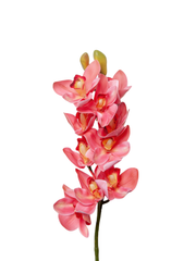 Pink Cymbidium Orchid - 74cm