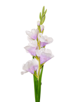 Purple Gladiolus - 91cm