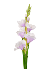 Purple Gladiolus - 91cm