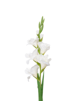 White Gladiolus - 91cm