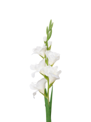 White Gladiolus - 91cm