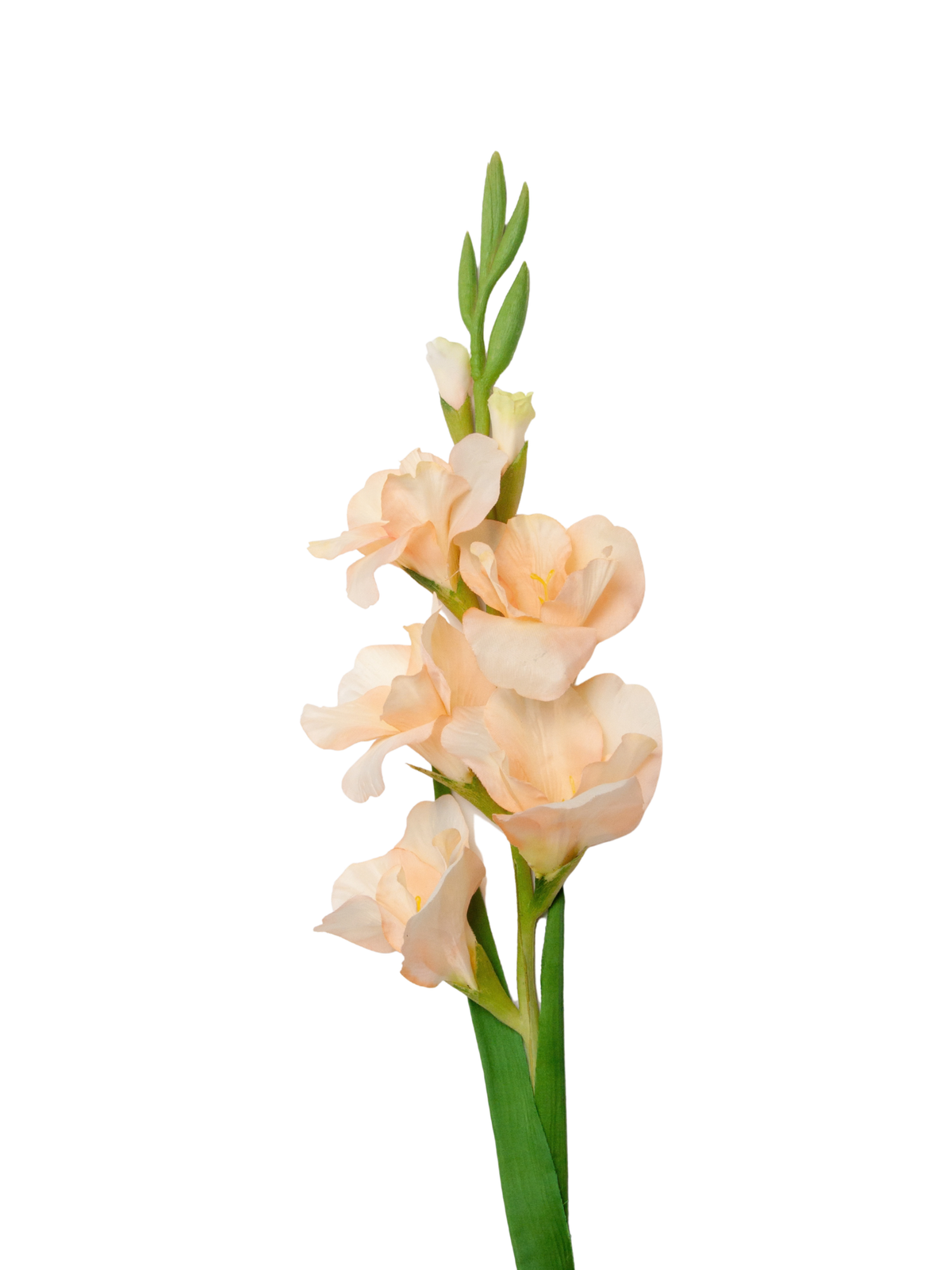 Apricot Gladiolus - 91cm