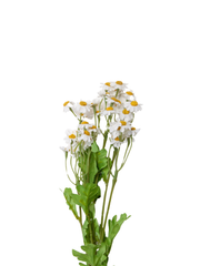 White Daisy - 53cm