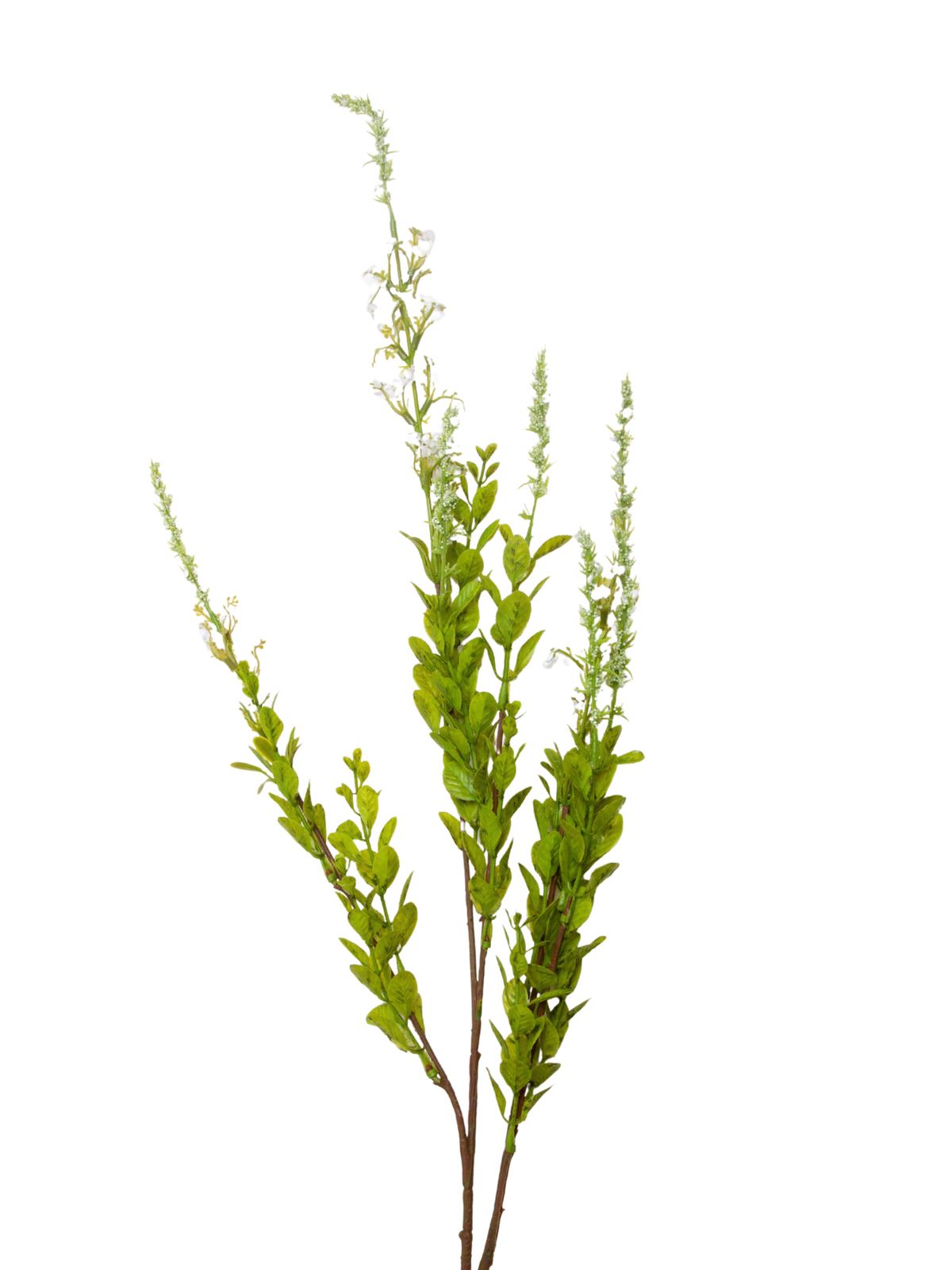White Sage - 85cm