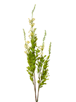 Yellow Sage - 85cm