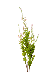 Pink Sage - 85cm