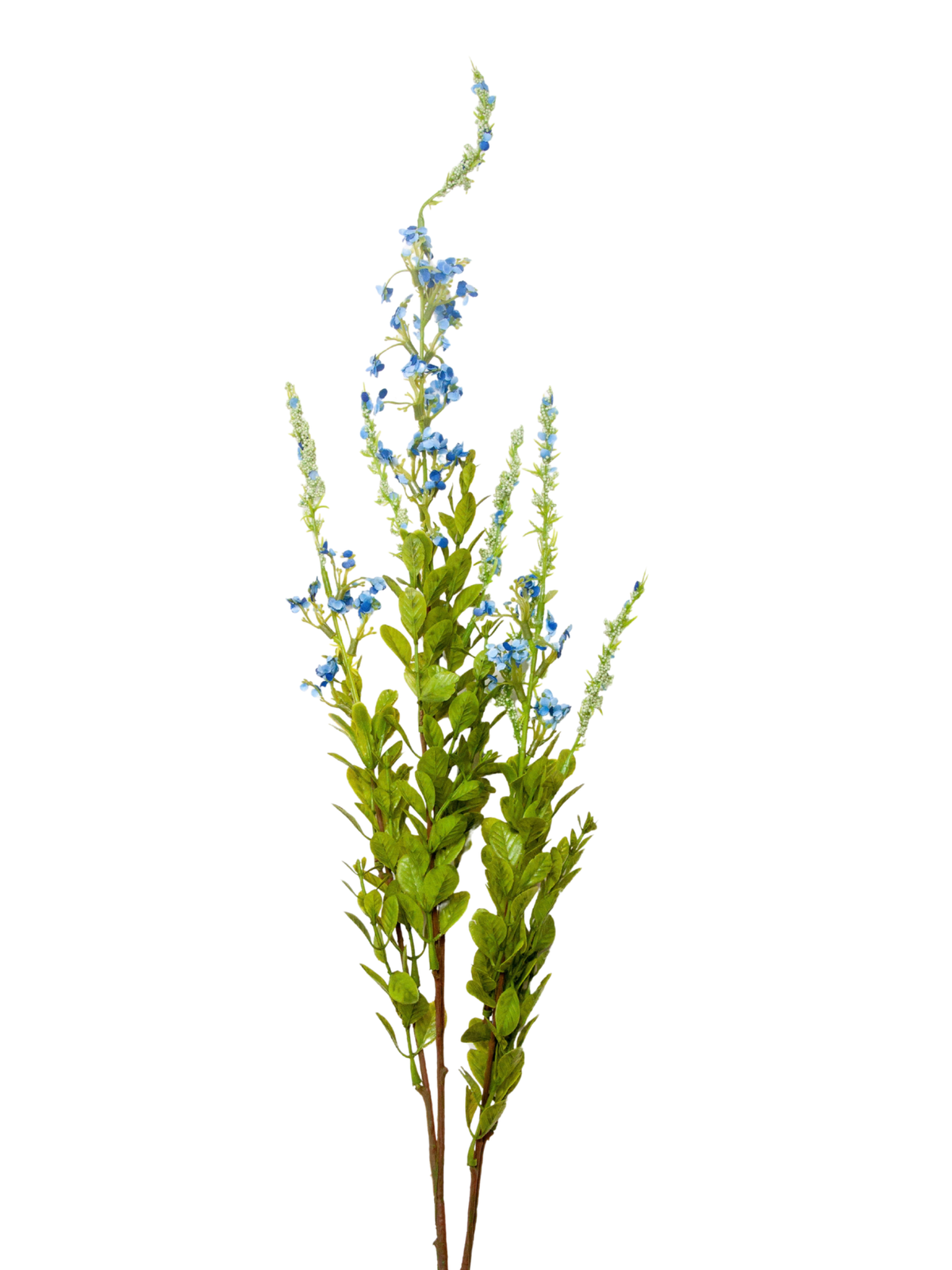 Blue Sage - 85cm