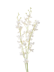 White Dendrobium Orchid - 96cm