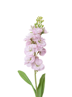 Pink Snapdragons - 51cm