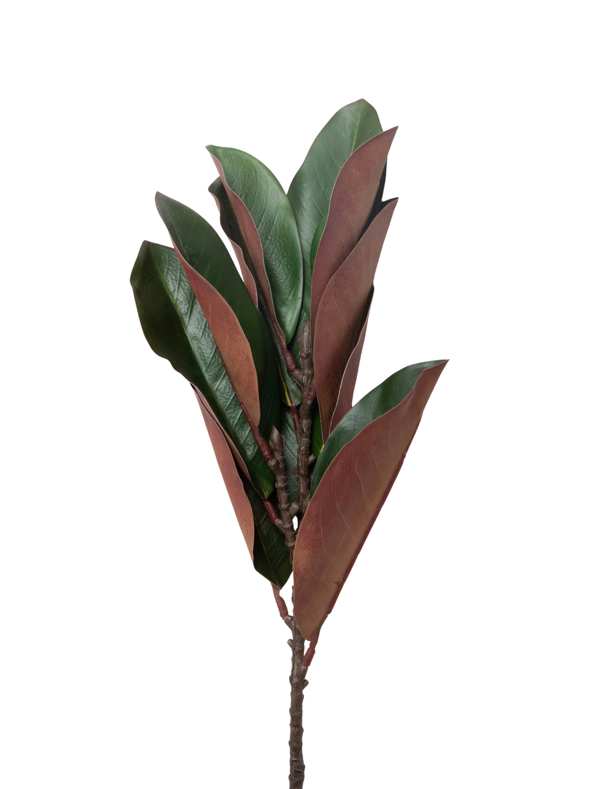 Magnolia Leaf - 56cm
