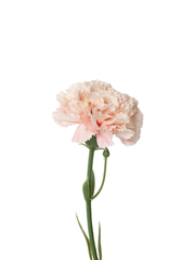 Pale Pink Carnation - 30cm