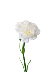 White Carnation - 30cm