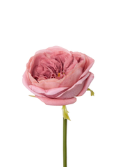Dusty Pink Austin Rose - 36cm