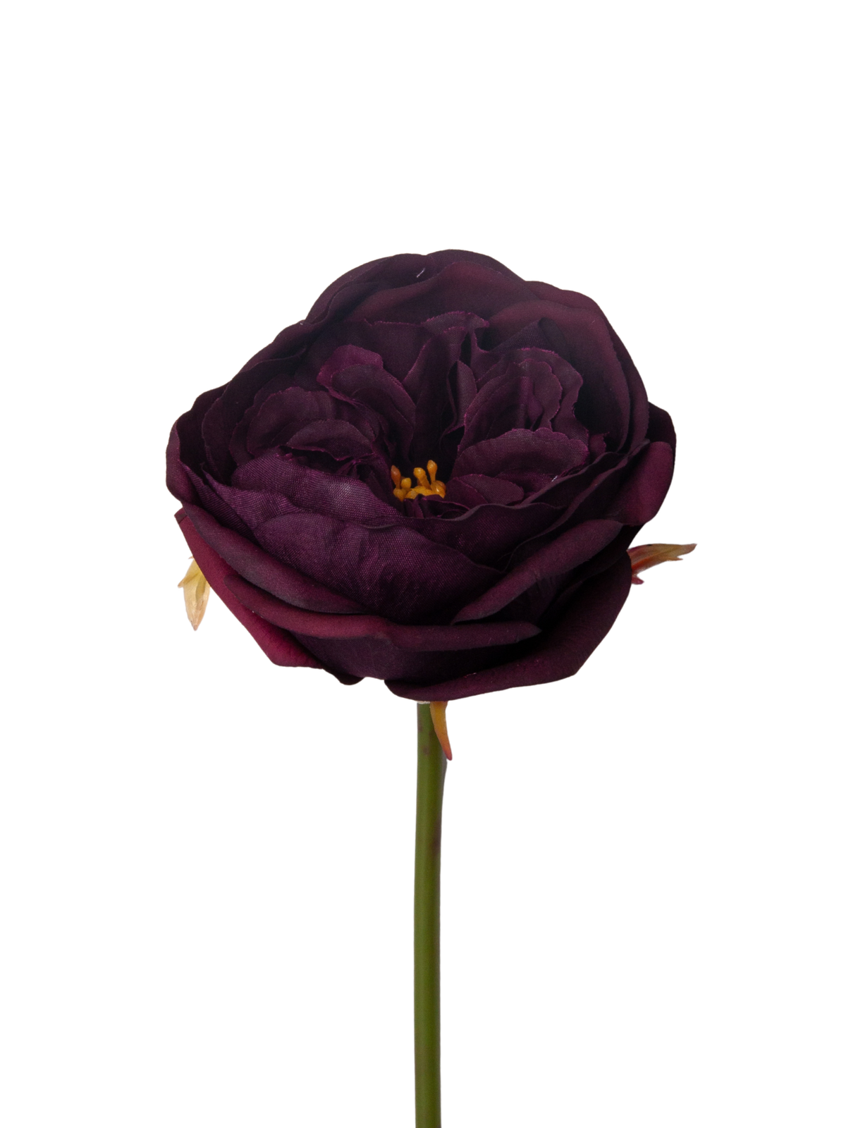 Plum Austin Rose - 36cm