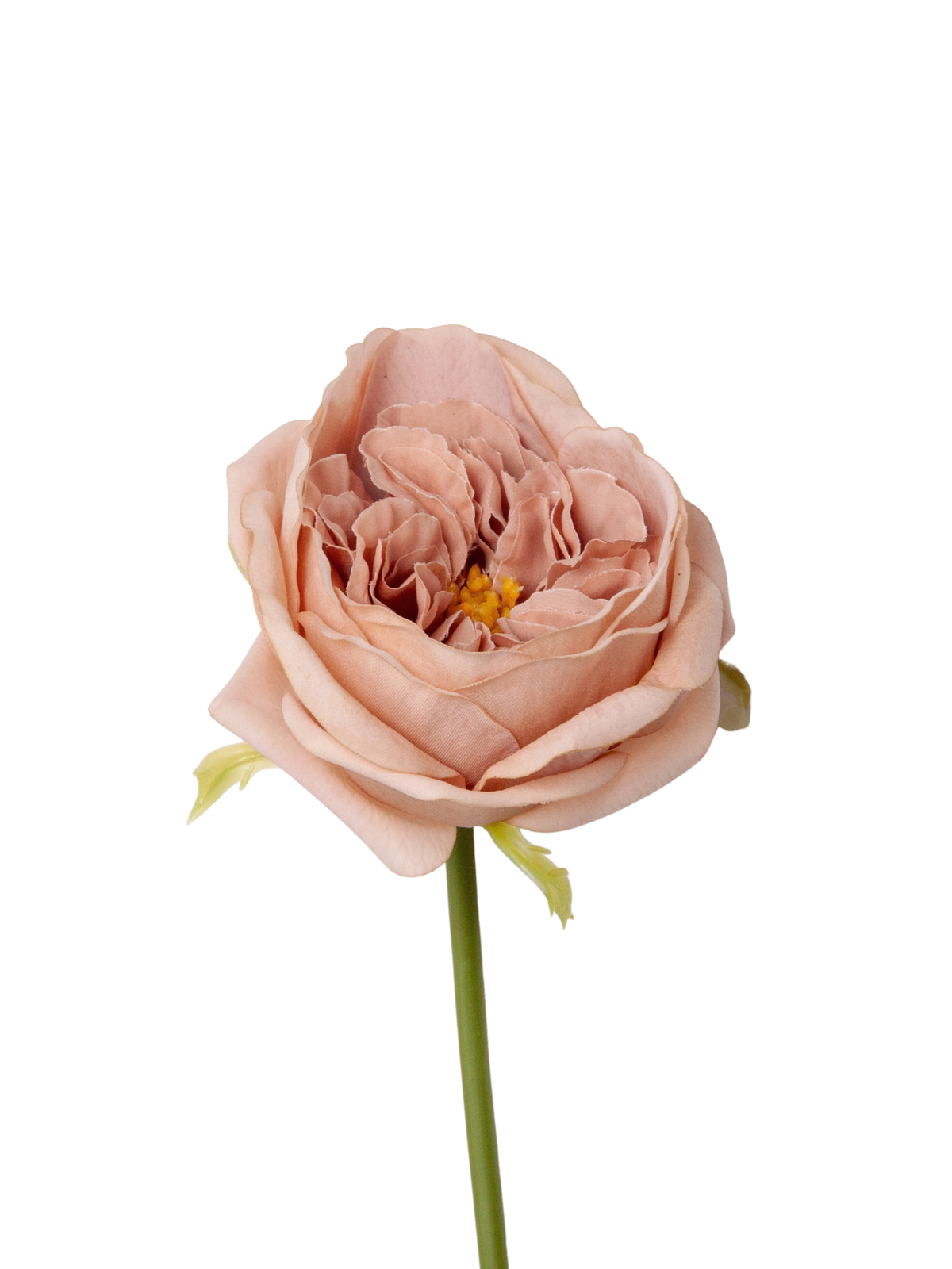 Heritage Rose Austin Rose - 36cm