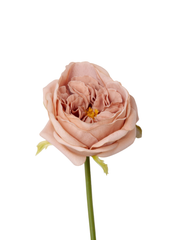 Heritage Rose Austin Rose - 36cm