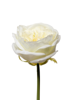 Ivory Austin Rose - 36cm