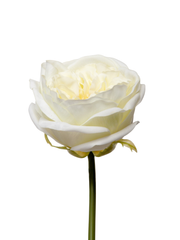 Ivory Austin Rose - 36cm