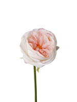 Blush Pink Austin Rose - 36cm