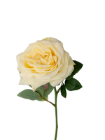 Lemon Garden Rose - 36cm