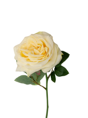 Lemon Garden Rose - 36cm