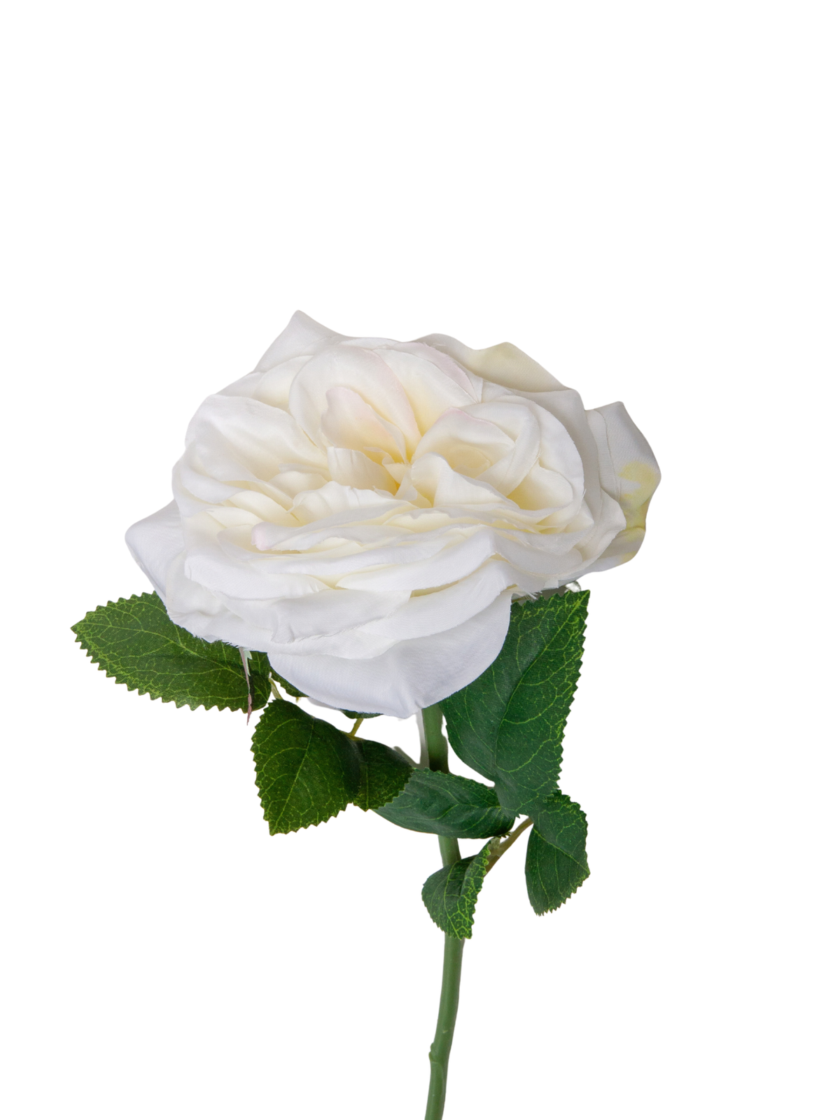 White Garden Rose - 36cm