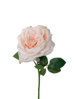 Peach Garden Rose - 36cm