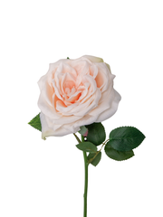 Peach Garden Rose - 36cm