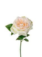 Peach & Green Garden Rose - 36cm