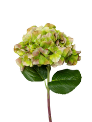 Burgundy Green Hydrangea - 65cm