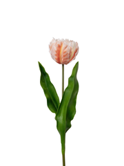 Peach Tulip - 62cm