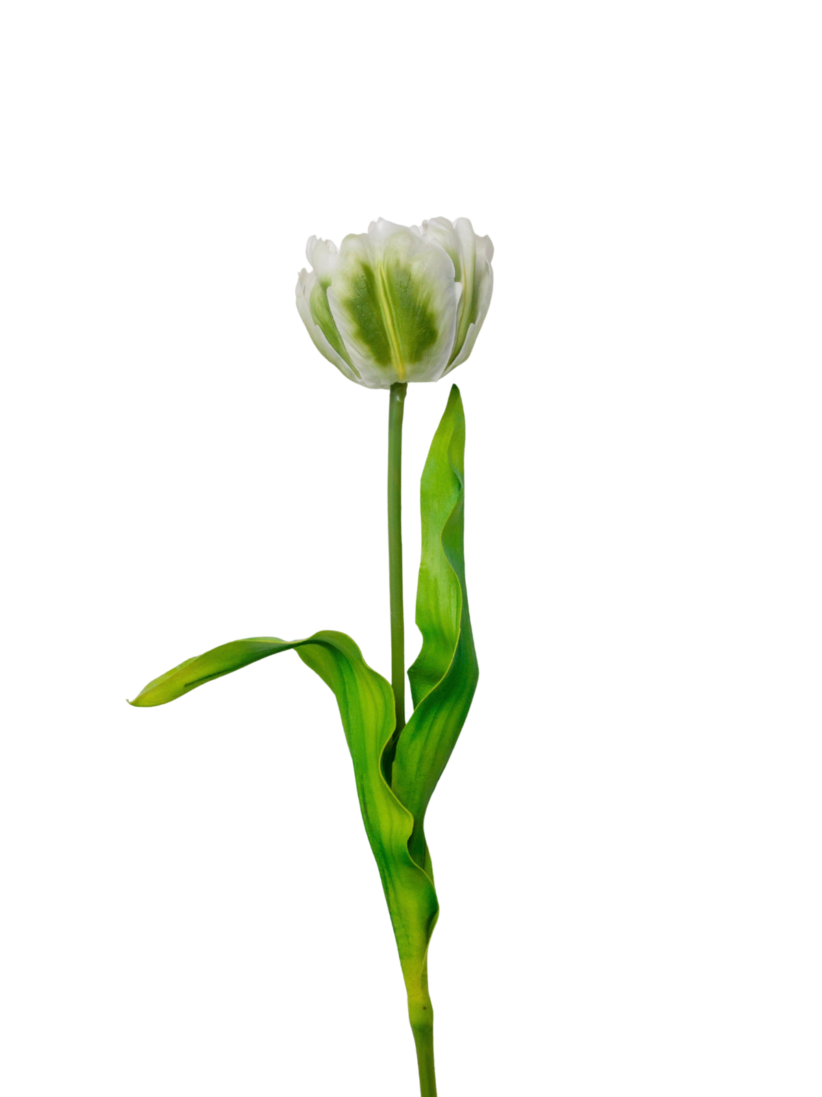 Green Tulip - 62cm