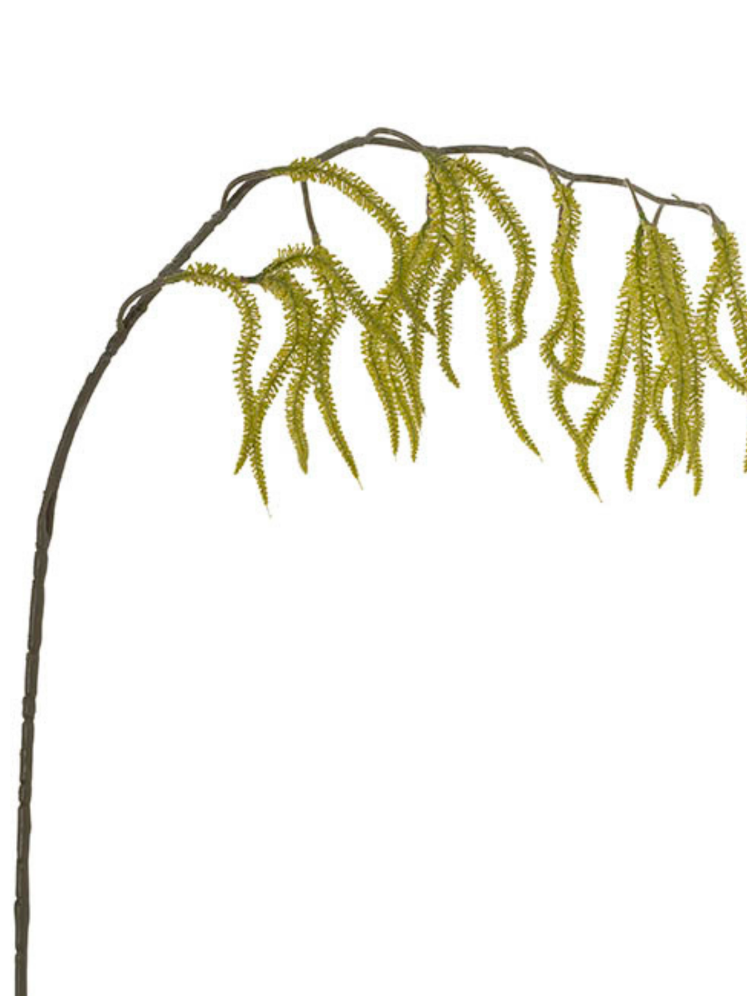 Draping Amaranthus Spray Green (98cmH) Pack of 1