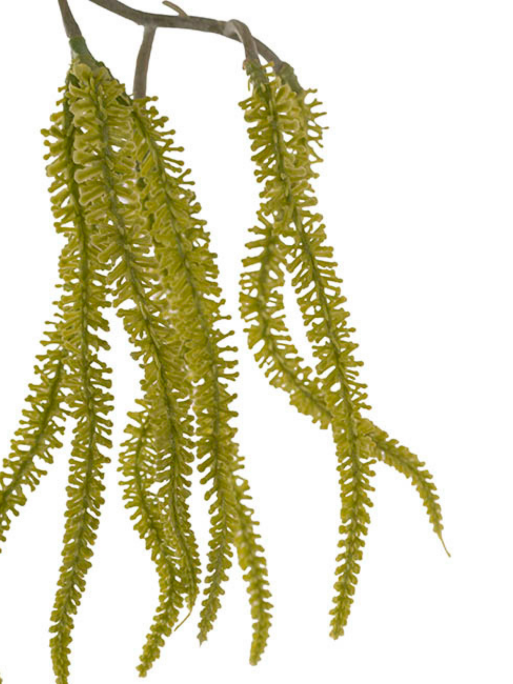 Draping Amaranthus Spray Green (98cmH) Pack of 1