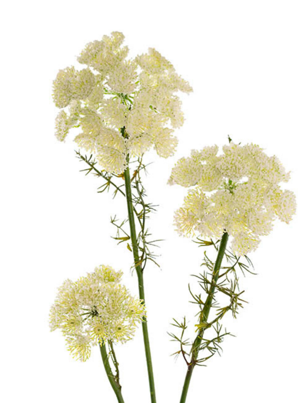 Lace Flower Spray White (73cmH) Pack of 1