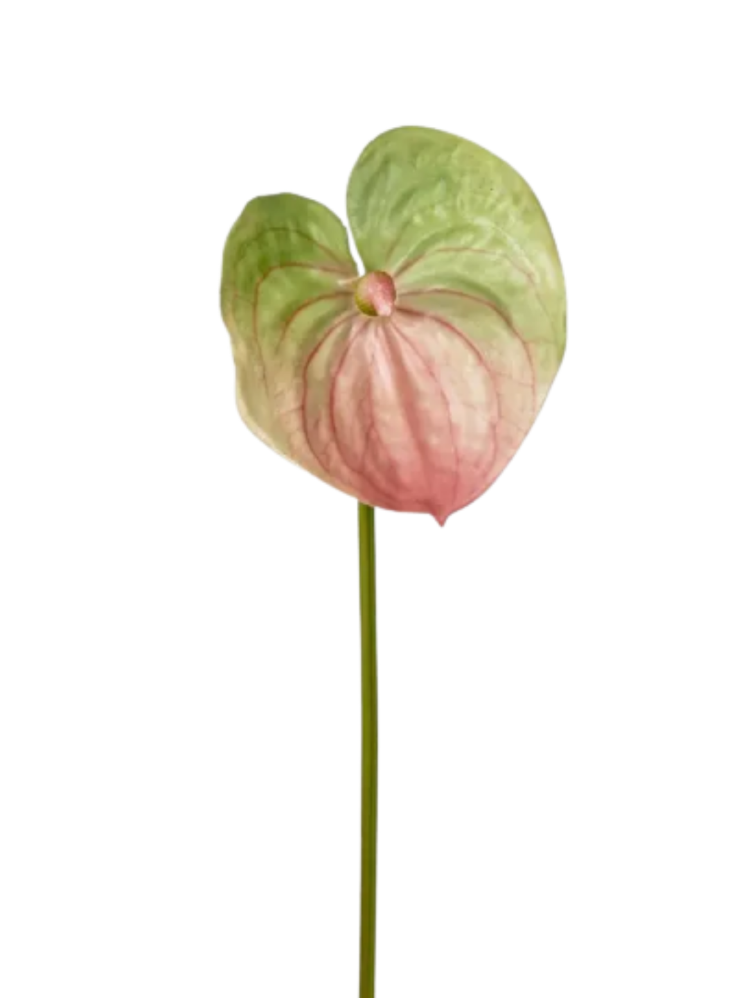 Anthurium Lily Real Touch Pink Green Blend Pack of 1