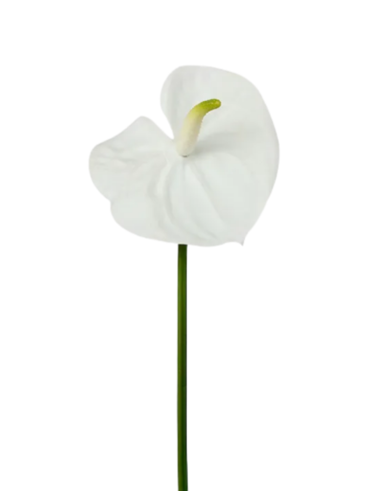 White Anthurium Lily Real Touch