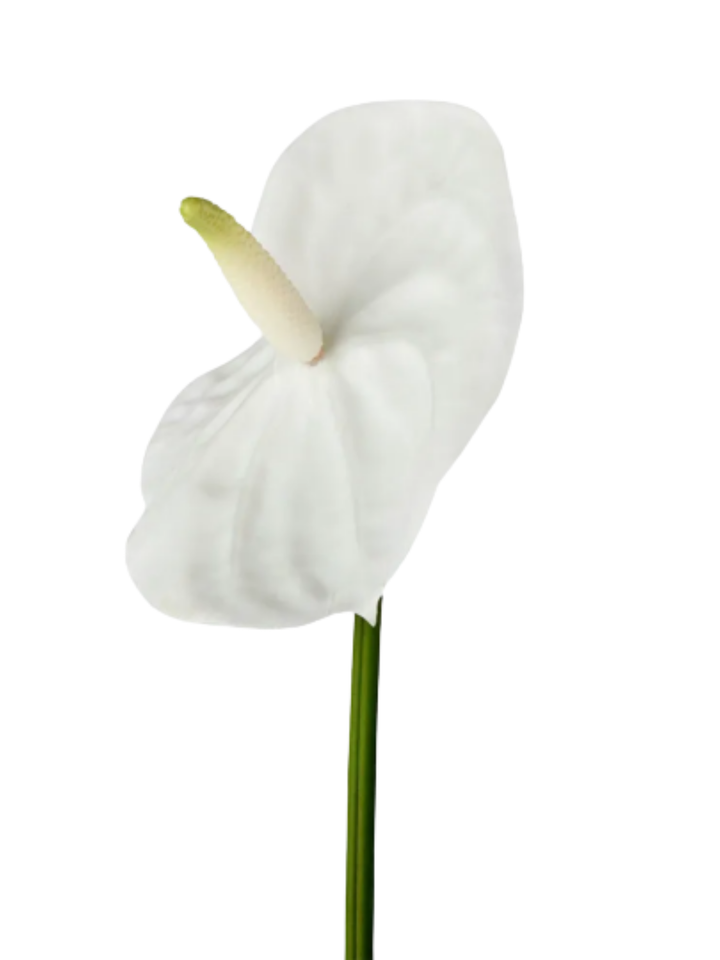 White Anthurium Lily Real Touch