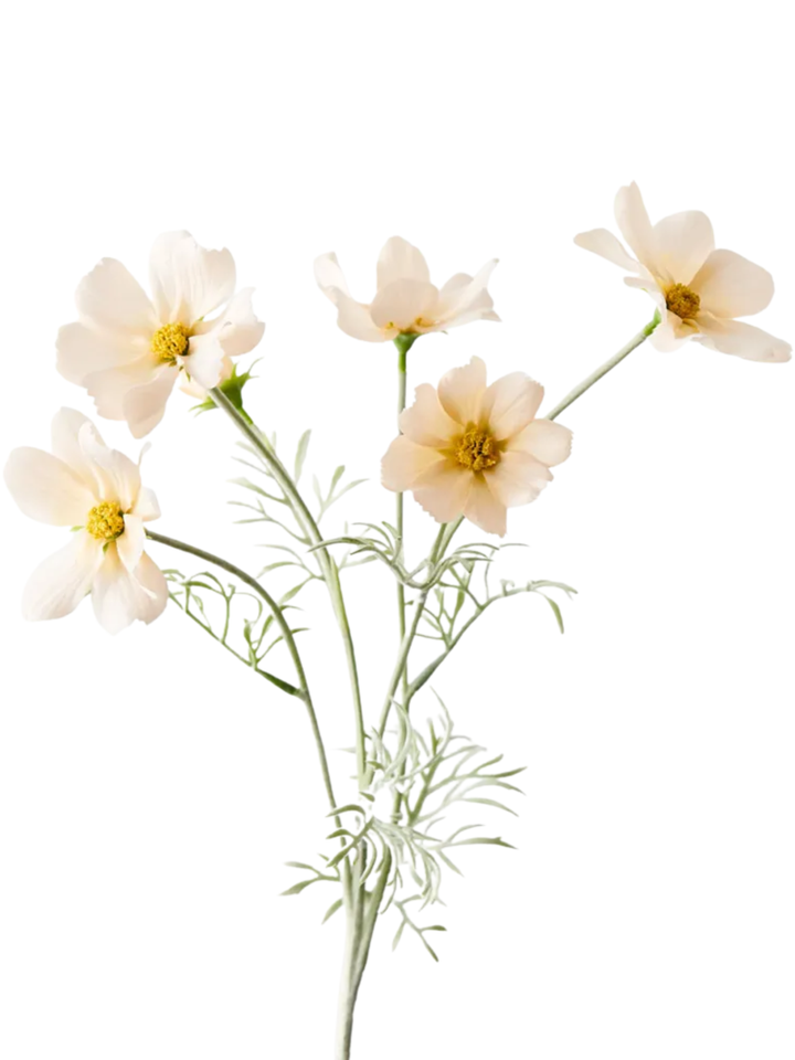 Champagne Cosmos Spray