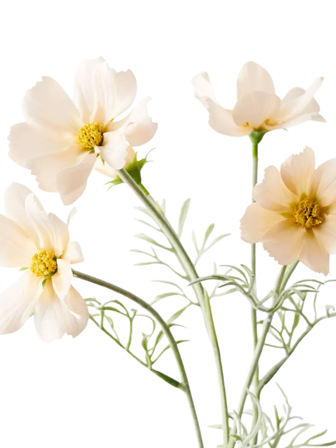 Champagne Cosmos Spray