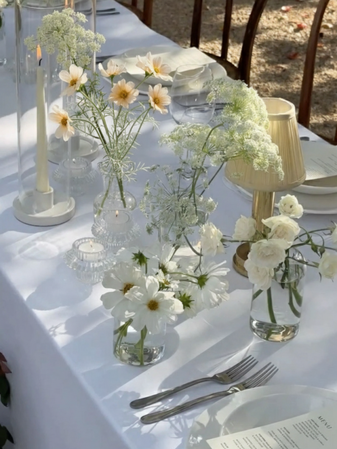 Champagne Cosmos Spray Pack of 1