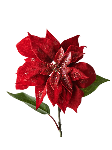 Poinsettia Red Velvet Pack of 1